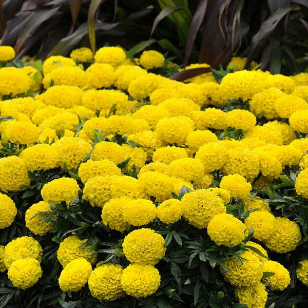 African Marigold Taishan Yellow - Landscape