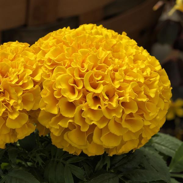 African Marigold Proud Mari Gold - Bloom