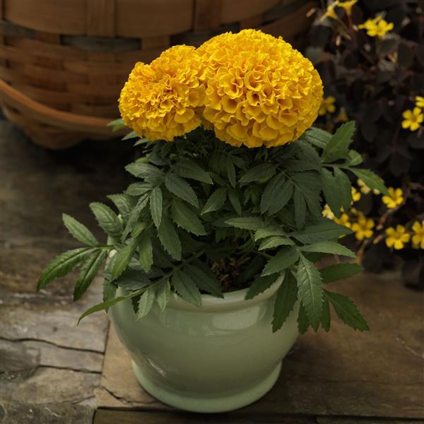 African Marigold Proud Mari Gold - Container
