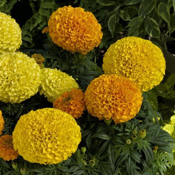 African Marigold Proud Mari Mix - Bloom