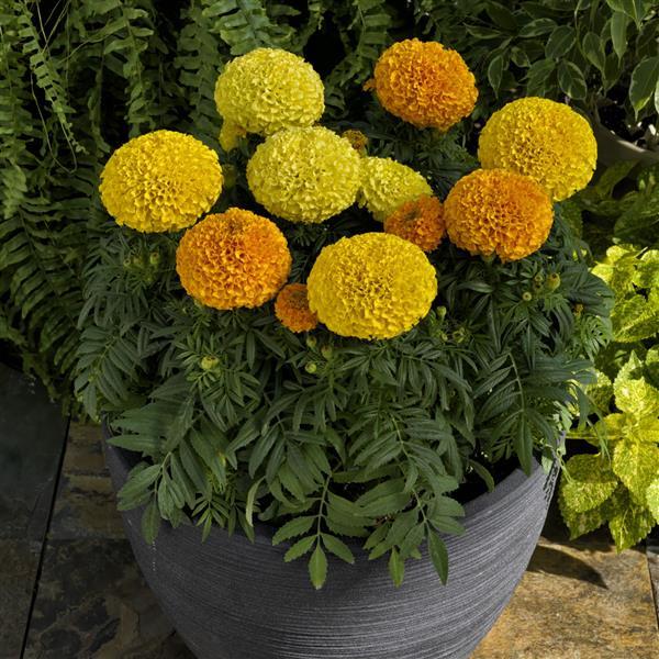 African Marigold Proud Mari Mix - Container