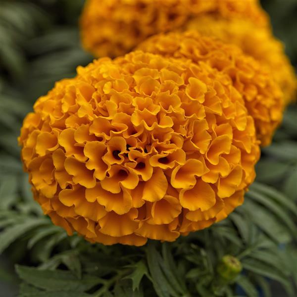 African Marigold Proud Mari Orange - Bloom