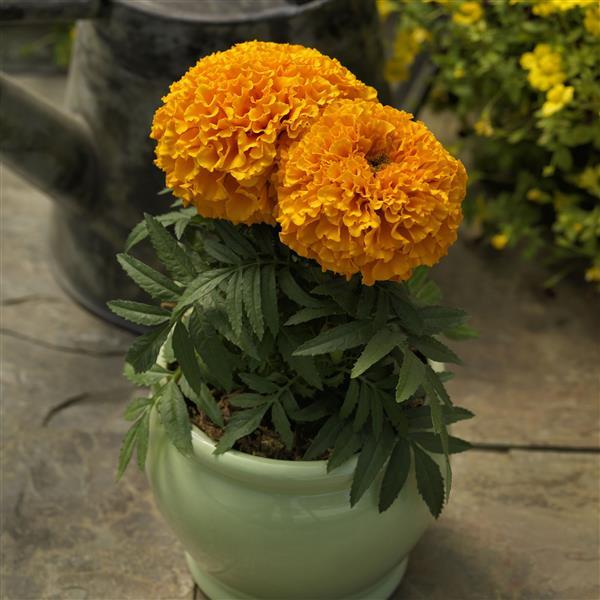 African Marigold Proud Mari Orange - Container