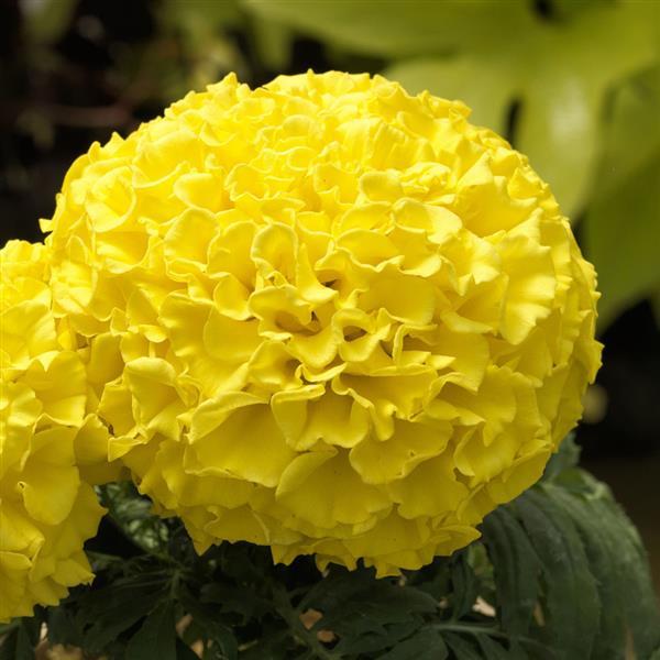 African Marigold Proud Mari Yellow - Bloom