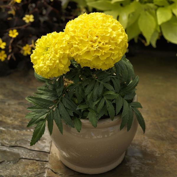 African Marigold Proud Mari Yellow - Container
