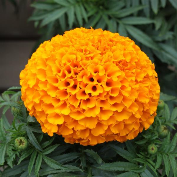 African Marigold Little Duck Orange - Bloom