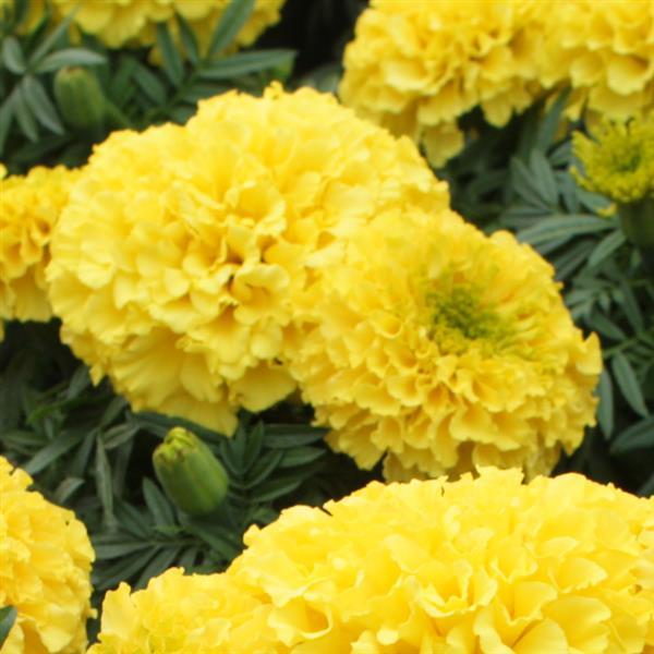 African Marigold Little Duck Yellow - Bloom
