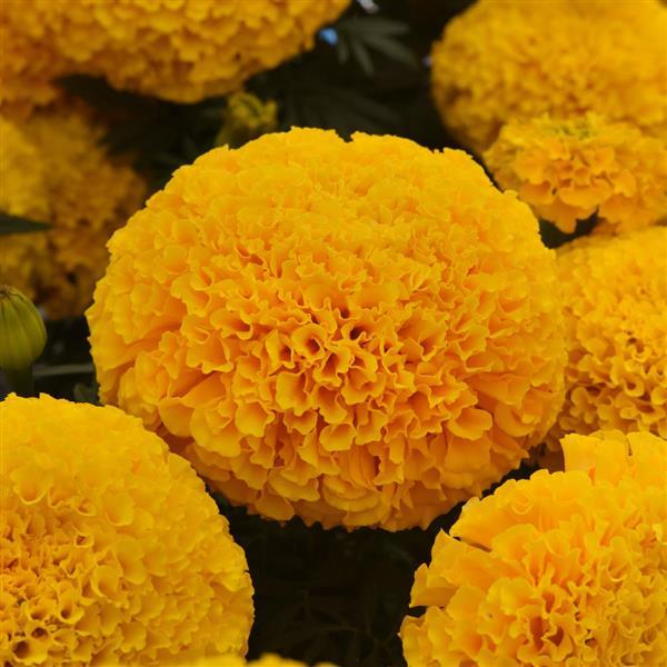 African Marigold Marvel II™ Gold - Bloom