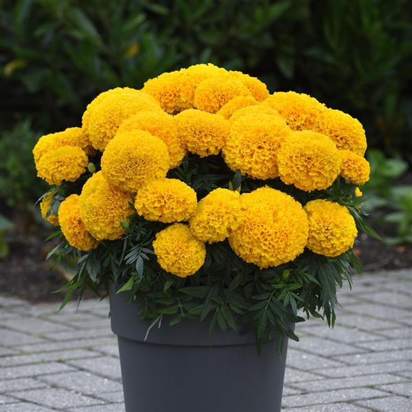 African Marigold Marvel II Gold - Container