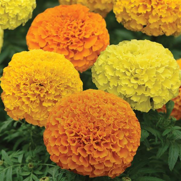 African Marigold Marvel II Mixture - Bloom