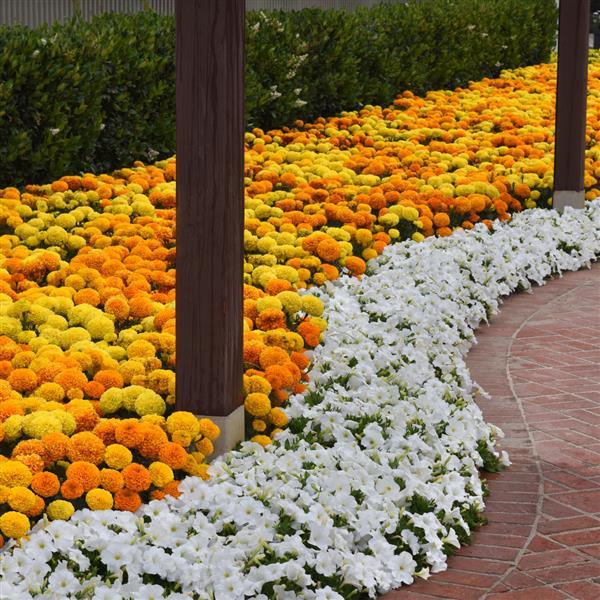 African Marigold Marvel II Mixture - Commercial Landscape 1