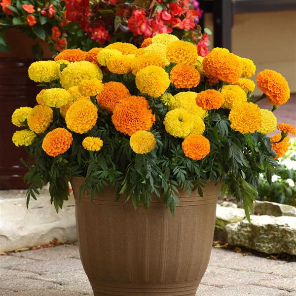 African Marigold Marvel II Mixture - Container