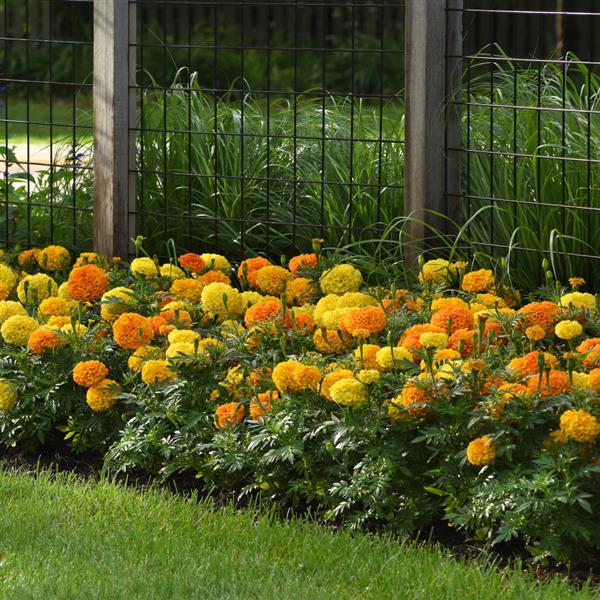 African Marigold Marvel II Mixture - Landscape