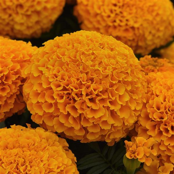 African Marigold Marvel II™ Orange - Bloom
