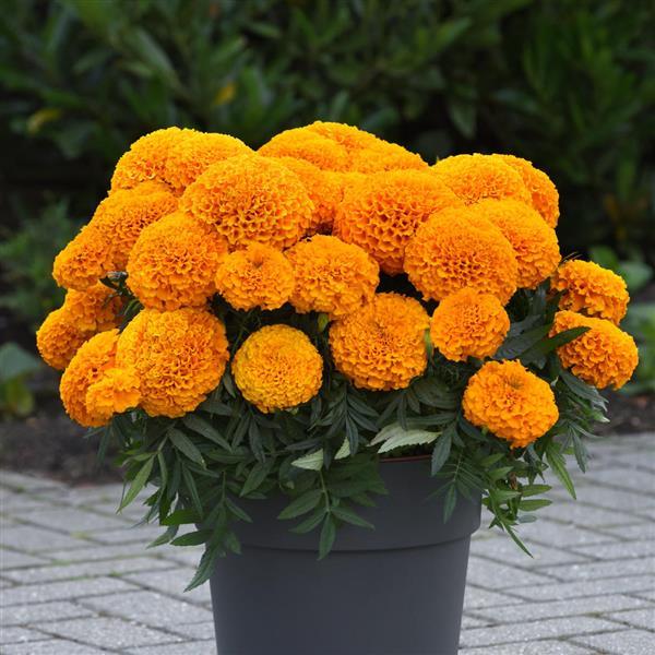 African Marigold Marvel II Orange - Container