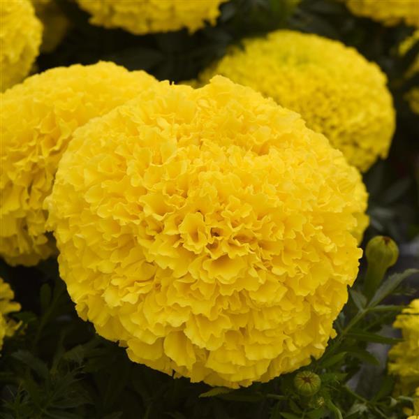 African Marigold Marvel II™ Yellow - Bloom