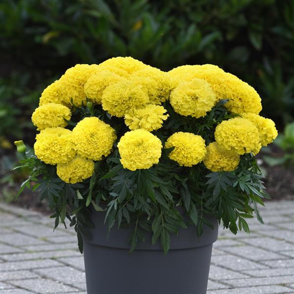 African Marigold Marvel II Yellow - Container