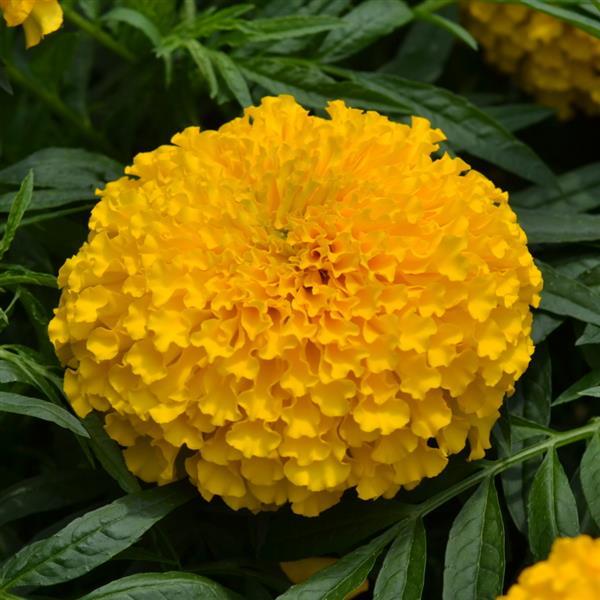 African Marigold Big Duck Gold - Bloom
