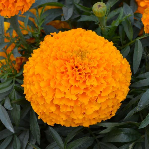 African Marigold Big Duck Orange - Bloom