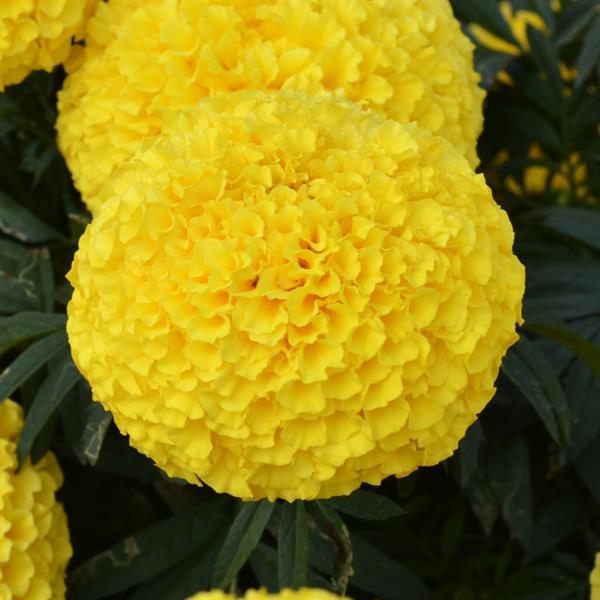 African Marigold Big Duck Yellow - Bloom
