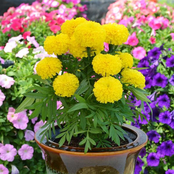 African Marigold Big Duck Yellow - Container
