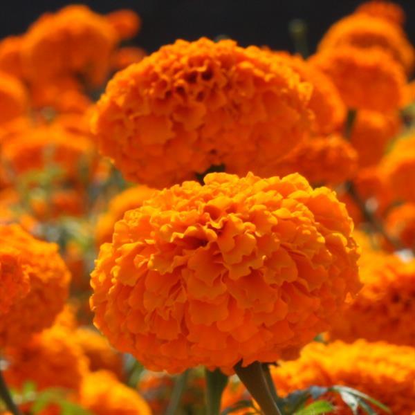 African Marigold Chedi Orange - Bloom