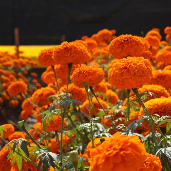 African Marigold Chedi Orange - Landscape