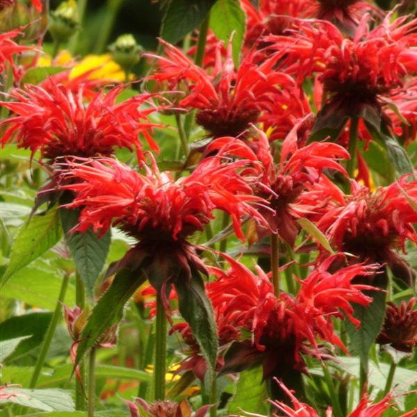 Monarda didyma Jacob Cline - Bloom