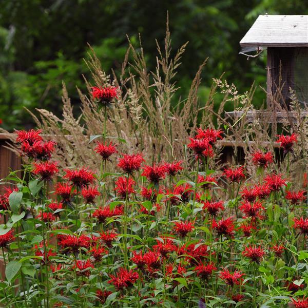 Monarda didyma Other Jacob Cline - Commercial Landscape 1