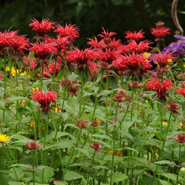 Monarda didyma Other Jacob Cline - Landscape