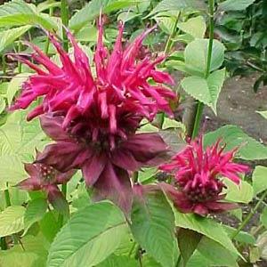 Monarda didyma Mahogany - Bloom