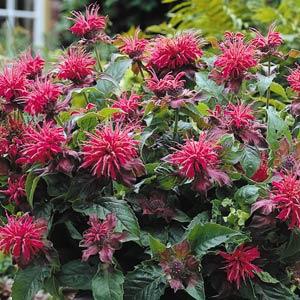 Monarda didyma Pink Supreme - Bloom