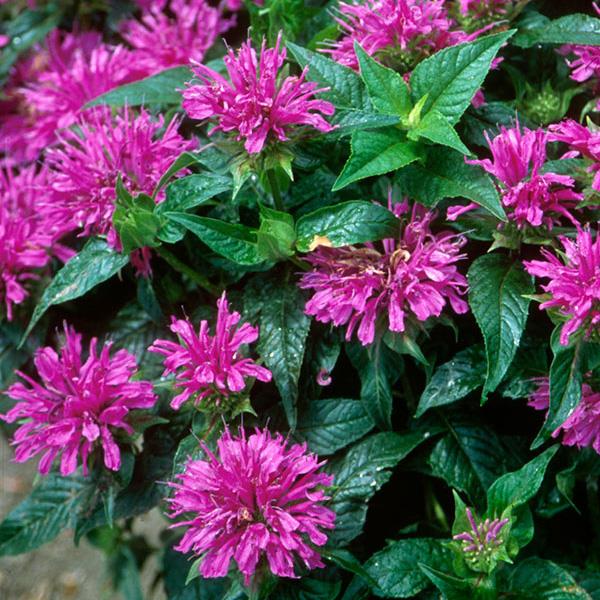 Monarda didyma Other Grand Parade - Bloom