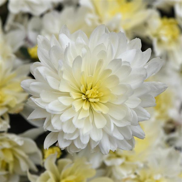 Garden Mum Other Paperwhite - Bloom