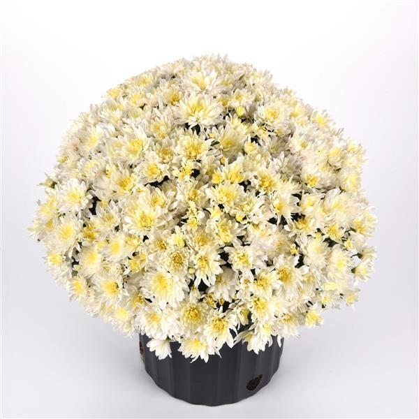 Garden Mum Other Paperwhite - Container