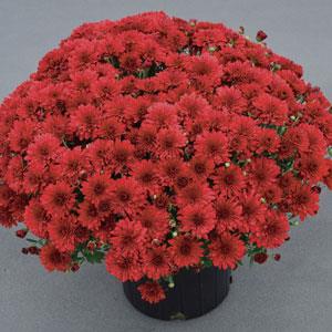 Garden Mum Other Red Hots - Container