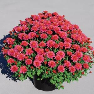 Garden Mum Other Flamingo Pink - Container