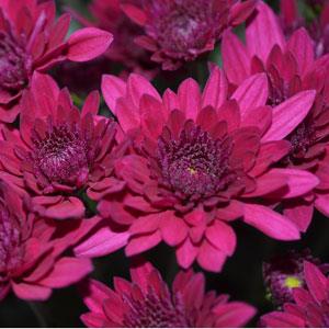 Garden Mum Other Majesty Purple - Bloom