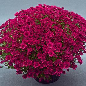 Garden Mum Other Majesty Purple - Container