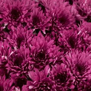 Garden Mum Other Avalon Purple - Bloom