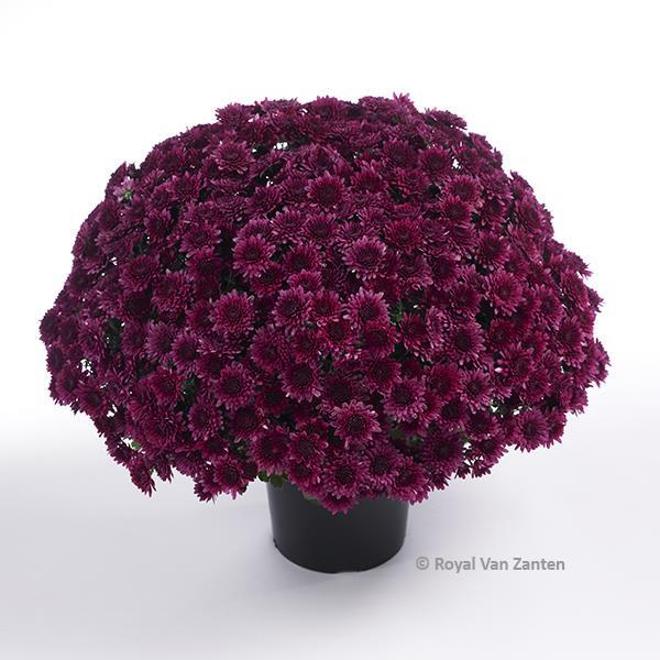 Garden Mum Other Avalon Purple - Container