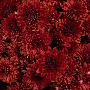 Garden Mum Other Avalon Red - Bloom