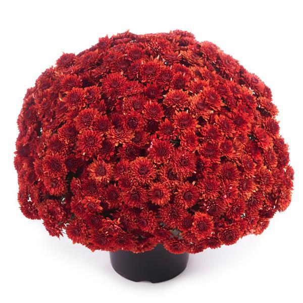 Garden Mum Other Avalon Red - Container