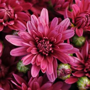 Garden Mum Other Stellar Purple - Bloom