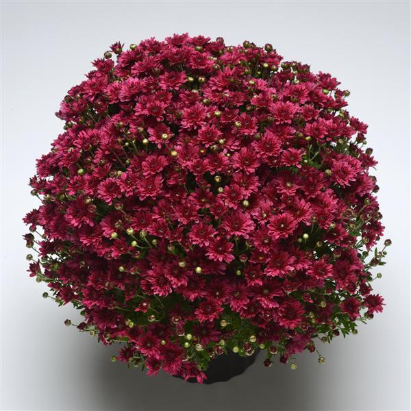 Garden Mum Other Stellar Purple - Container