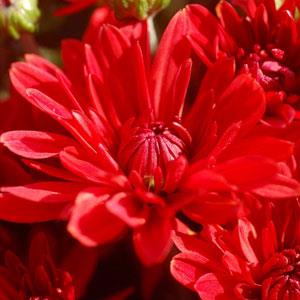 Garden Mum Other Stellar Red - Bloom
