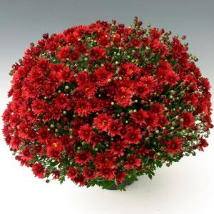 Garden Mum Other Stellar Red - Container