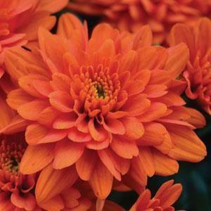 Garden Mum Other Orange Zest - Bloom