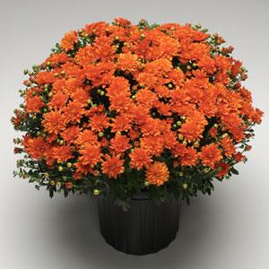Garden Mum Other Orange Zest - Container