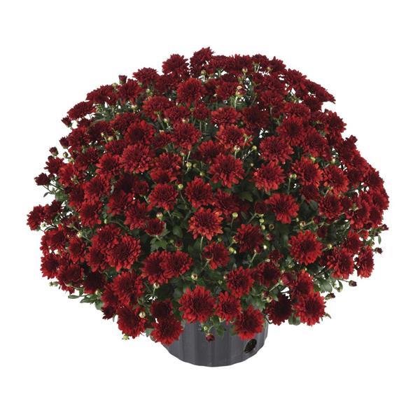 Garden Mum Other Five Alarm Red - Container